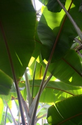 large green leaves
